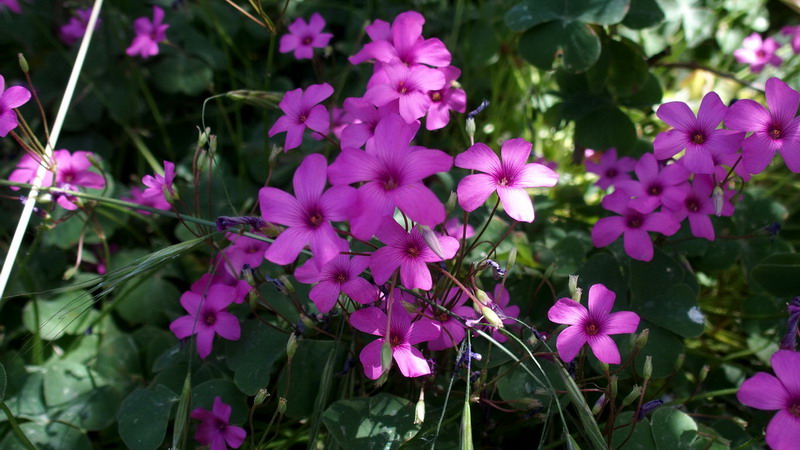 Oxalis articulata